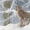 Rys ostrovid - Lynx lynx - Eurasian Lynx WS 8521
